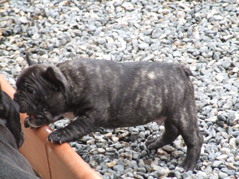 Goliath de molosse Land