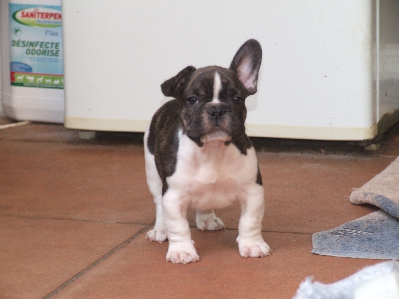 Gimmy de molosse Land