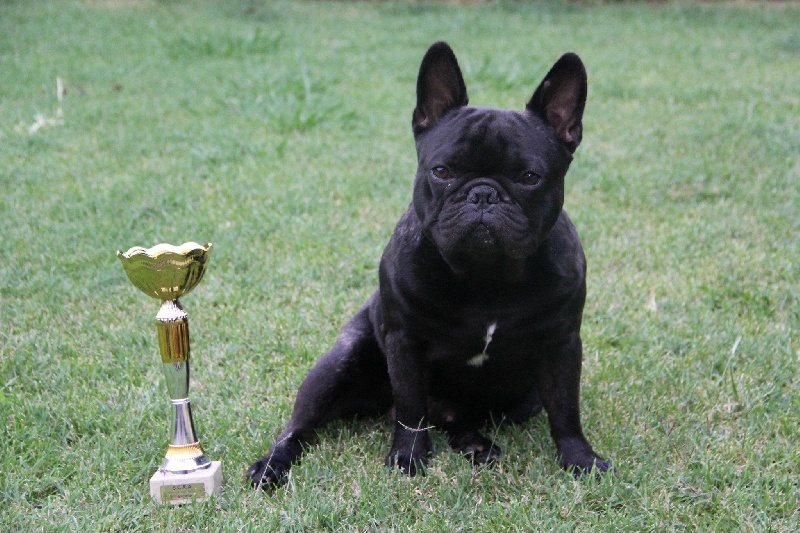 Fonzy de molosse Land