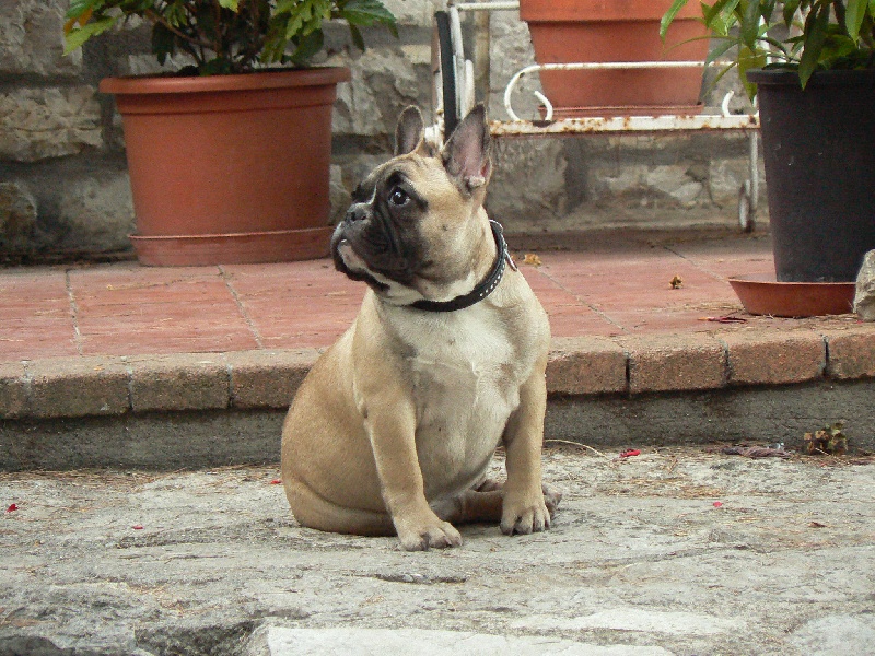 Hector de molosse Land