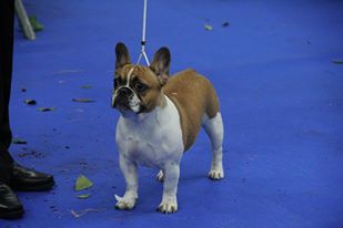 Habby gaëlle de molosse Land