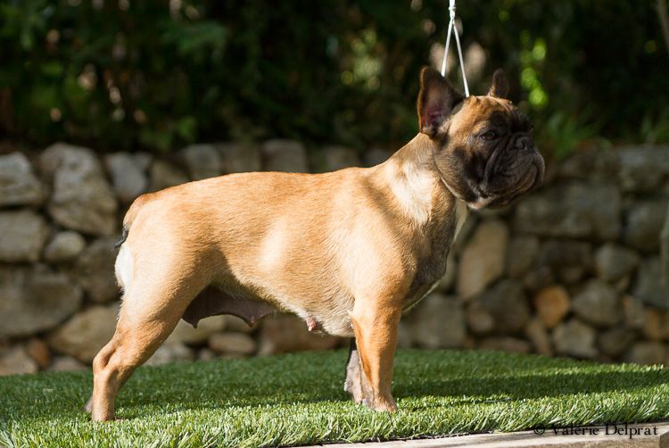 Hello angie de molosse Land