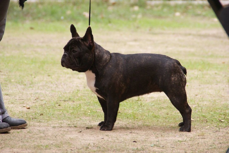 CH. I'm love gina de molosse Land