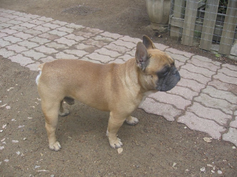 Guss de molosse Land