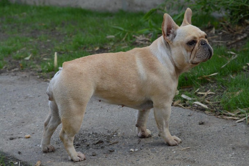 I' swan de molosse Land