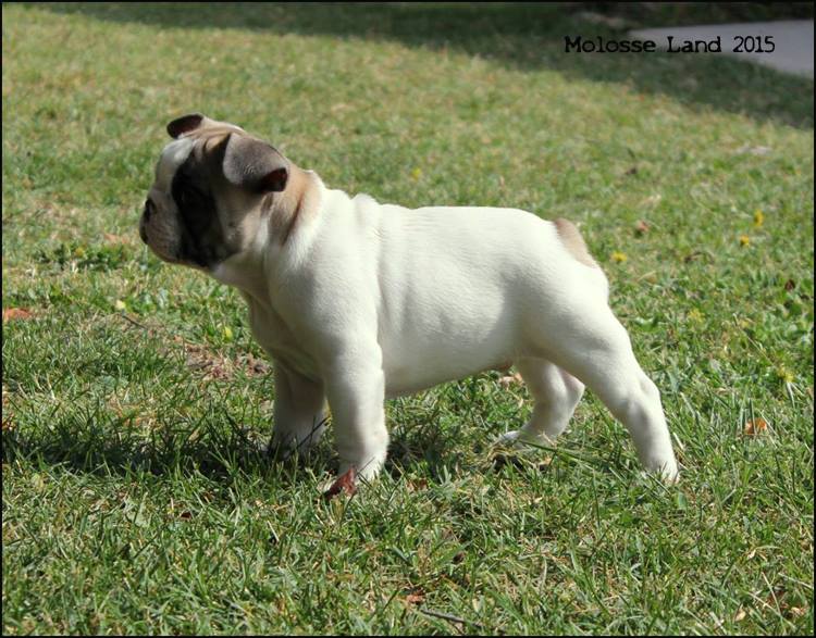 Lord larry de molosse Land