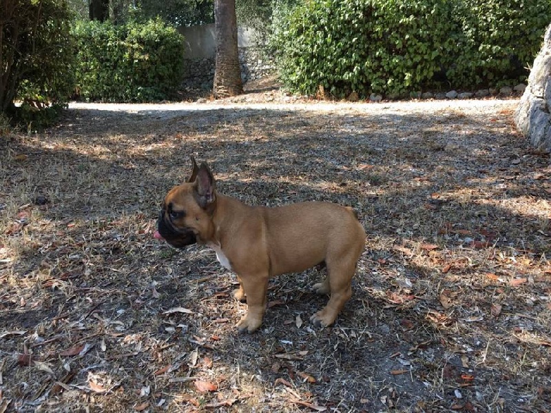 Maximus de molosse Land