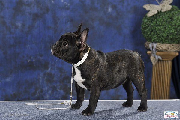 Miss dior leeloo de molosse Land