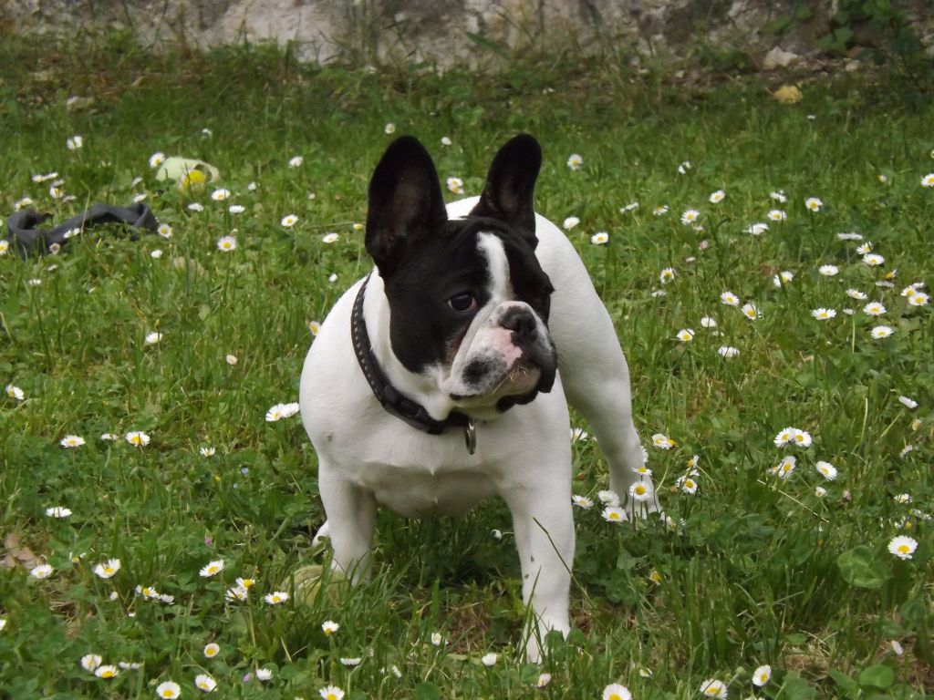 Jody de molosse Land