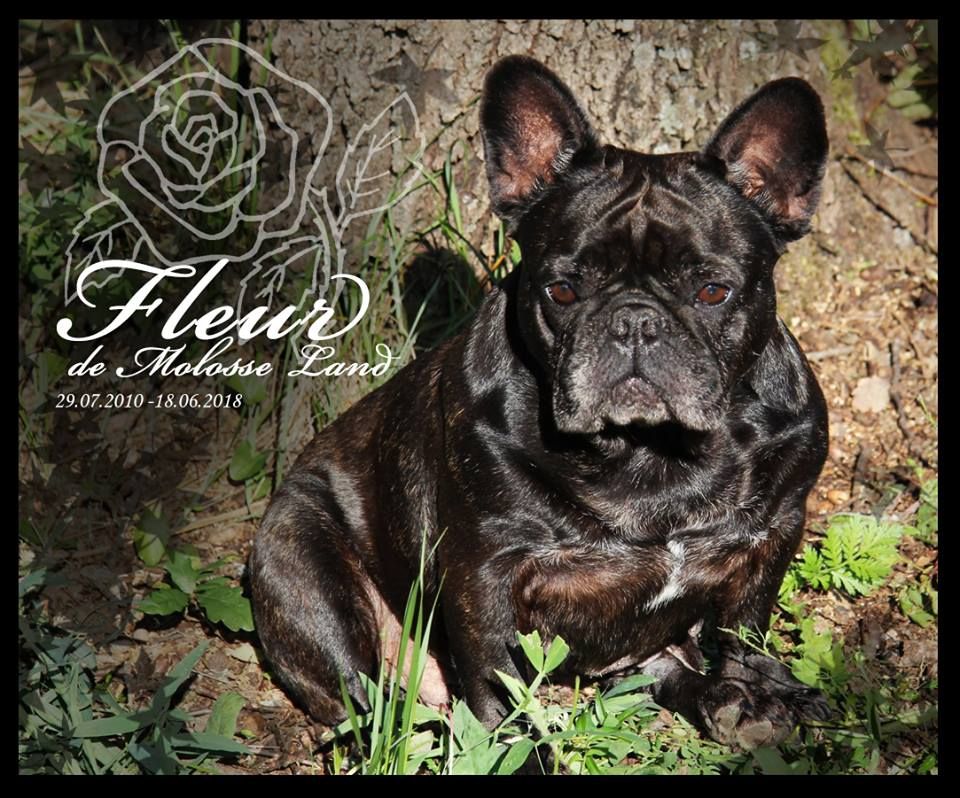 Fleur de molosse Land